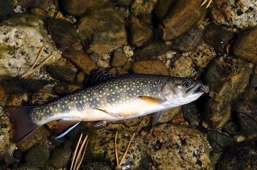 Tuolumne River Brook Trout.JPG